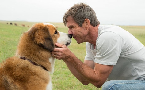 Universal Shuts Down <i>A Dog's Purpose</i> Premiere