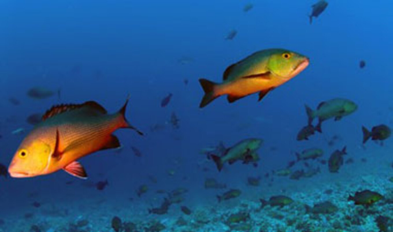 US Sets Fish Catch Limits