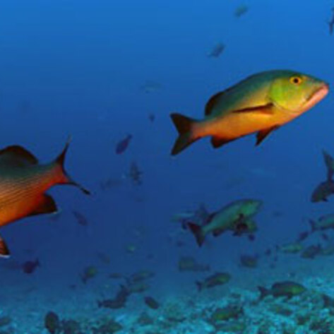 US Sets Fish Catch Limits