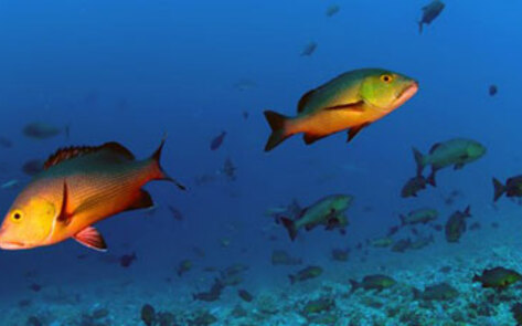 US Sets Fish Catch Limits