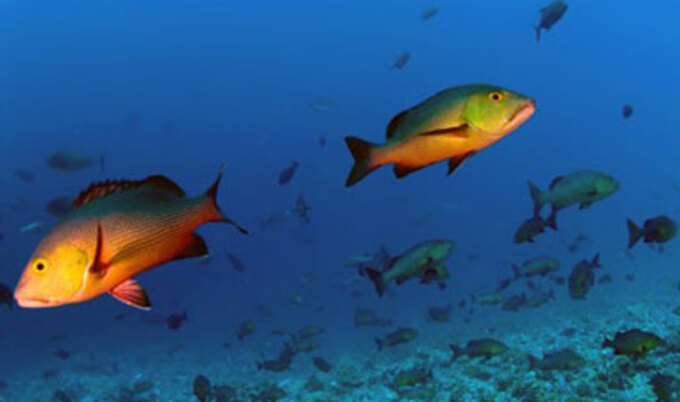 VND.Snapper