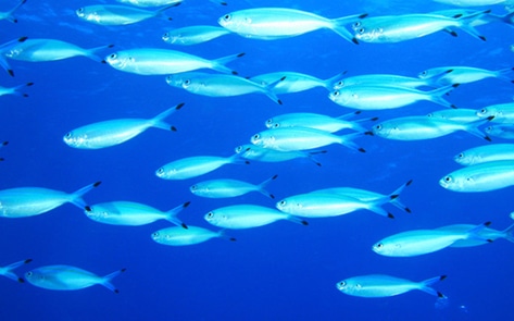 VegNews.Sardines1