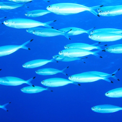 New Clean-Meat Startup Enters Race to End Fish Slaughter