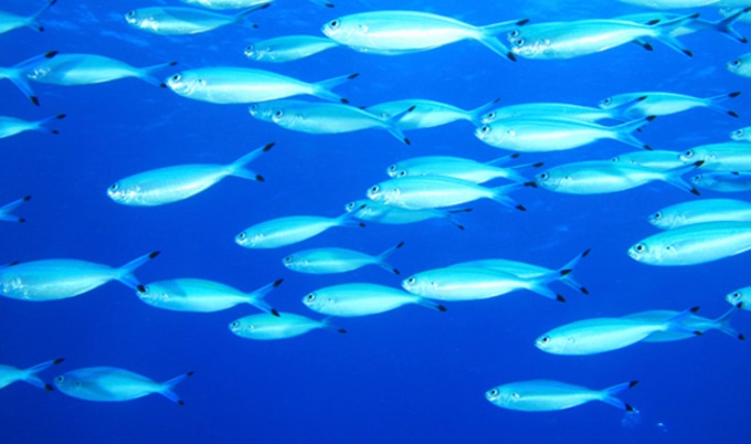 VegNews.Sardines1