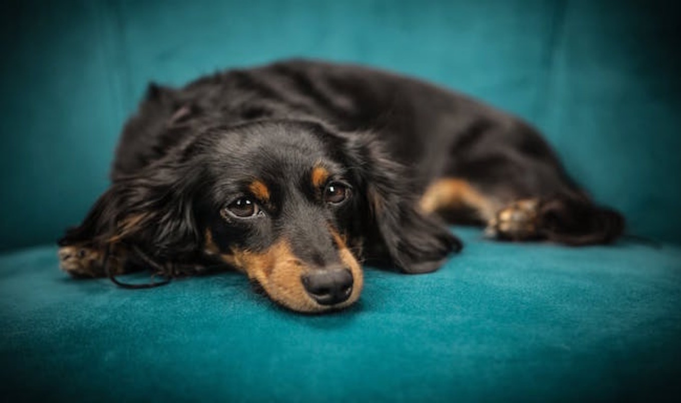 Study Shows Childhood Pets Lead to Meat-Free Diets