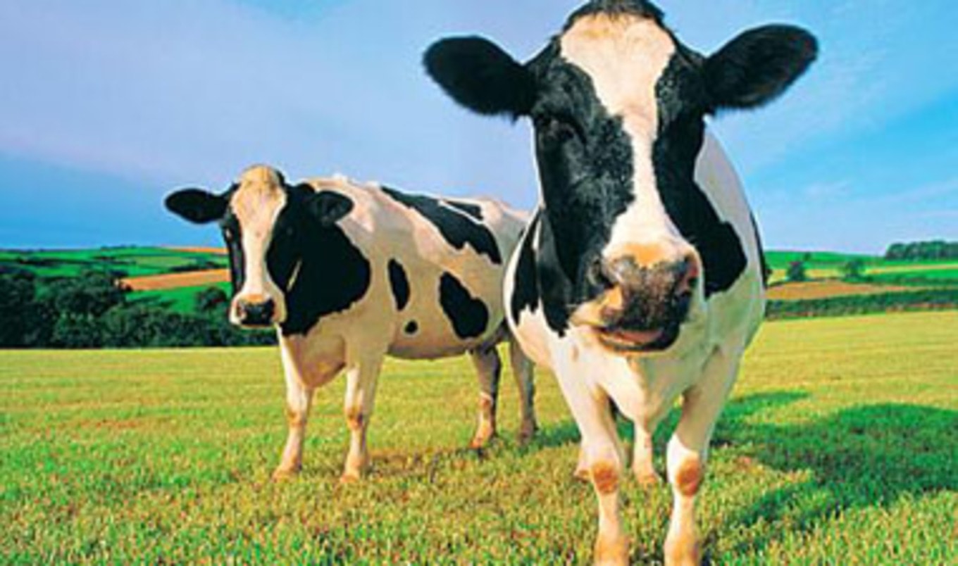 Animal Agriculture Responsible for More Pollution Than Cars