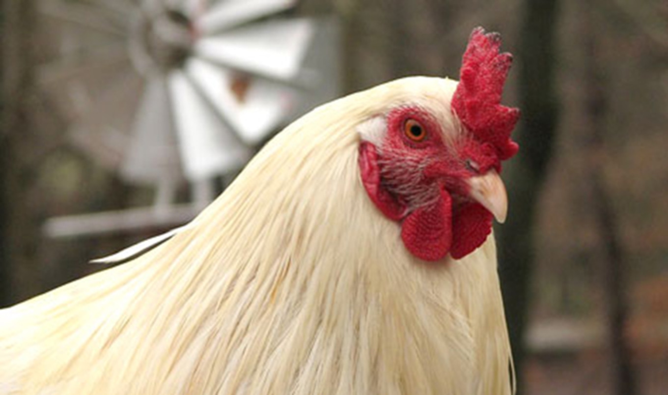 <i>The Guardian</i> Says "Free-Range" is a Scam