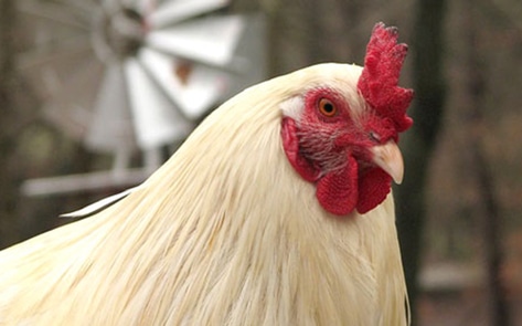 <i>The Guardian</i> Says "Free-Range" is a Scam