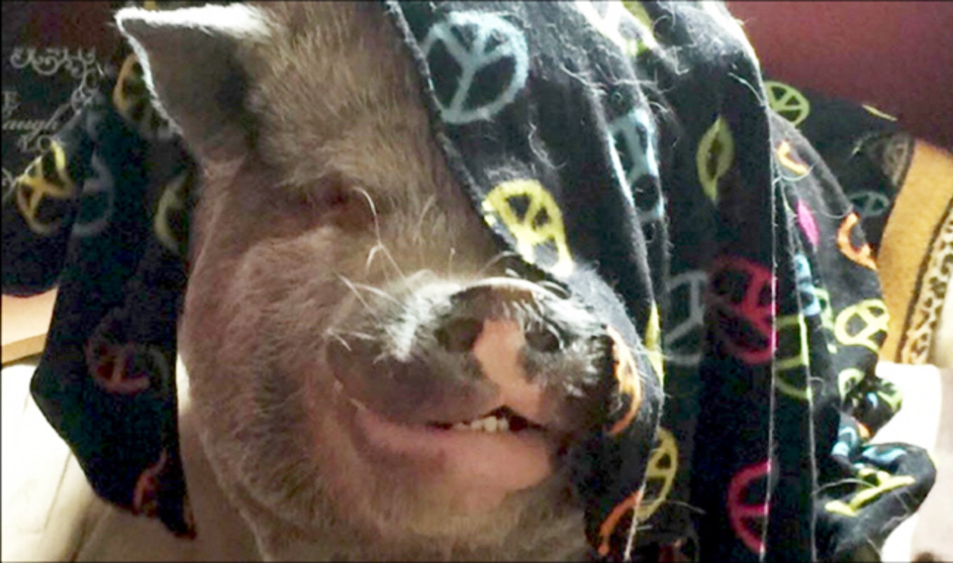 NY Family Ordered to "Dispose of" Companion Pig