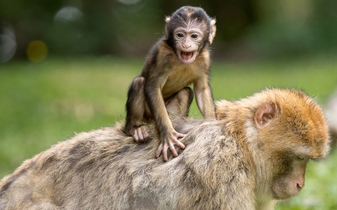 Germany Used 500k Fewer Animals for Research