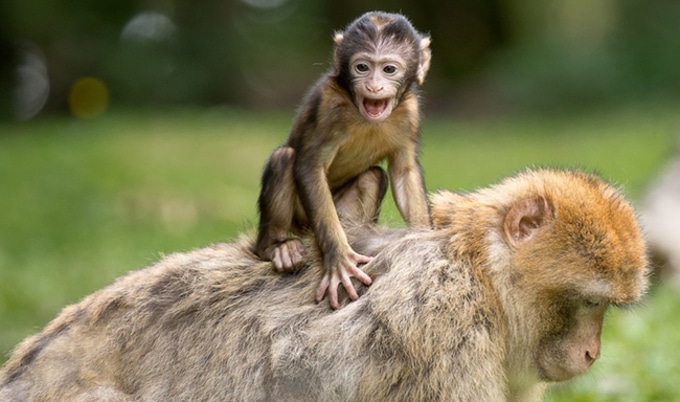 VegNewsBabyChimpanzee