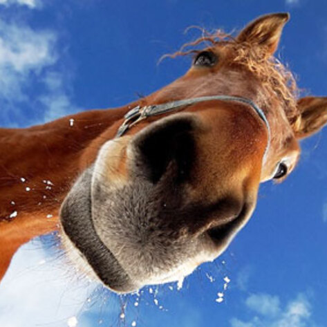 7 Things You Don't Know Before Adopting a Horse