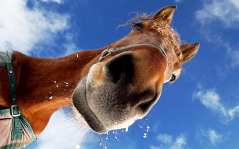 7 Things You Don't Know Before Adopting a Horse