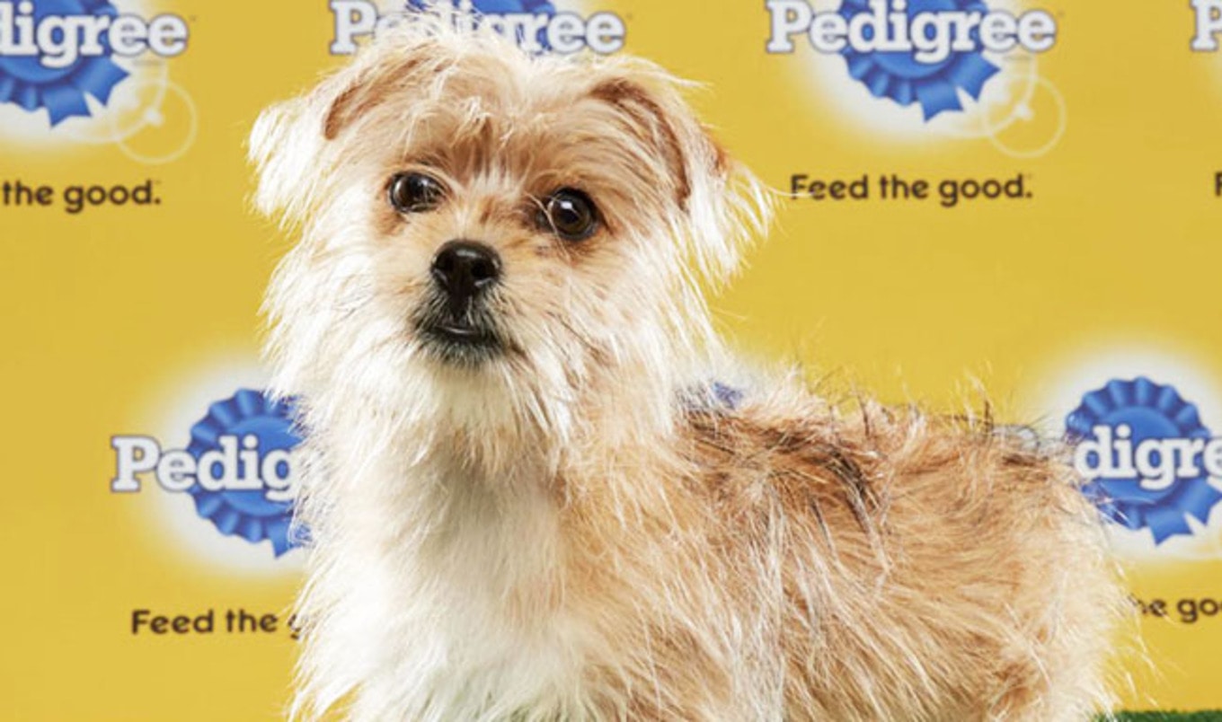 Vegan Dog "Peanut" Tackles the Puppy Bowl