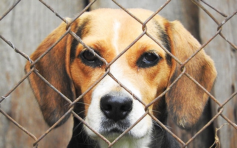 How to Combat the USDA's Animal Welfare Blackout