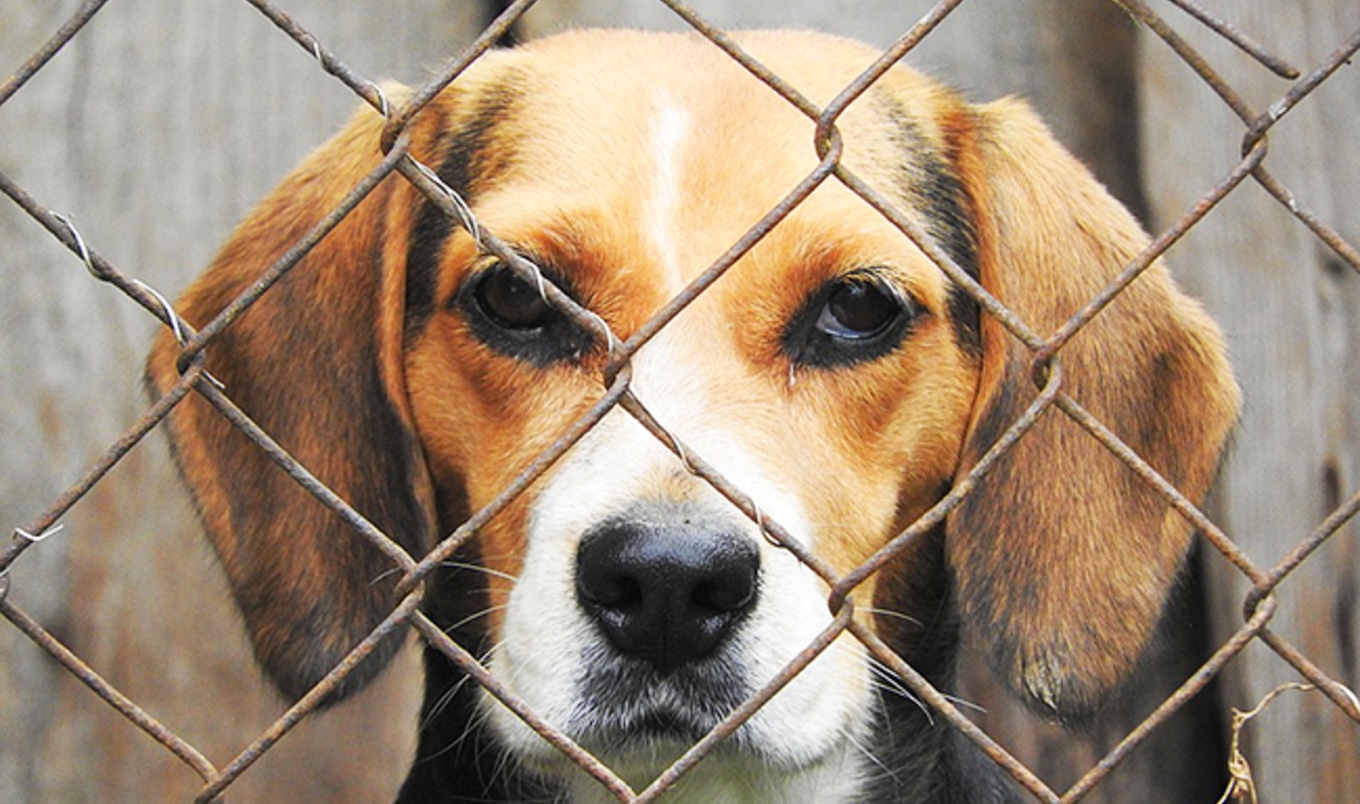 How to Combat the USDA's Animal Welfare Blackout
