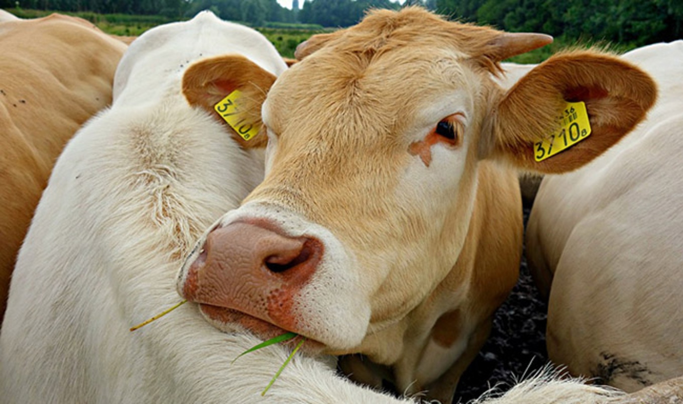 60k Students Fight On-Campus Slaughterhouse