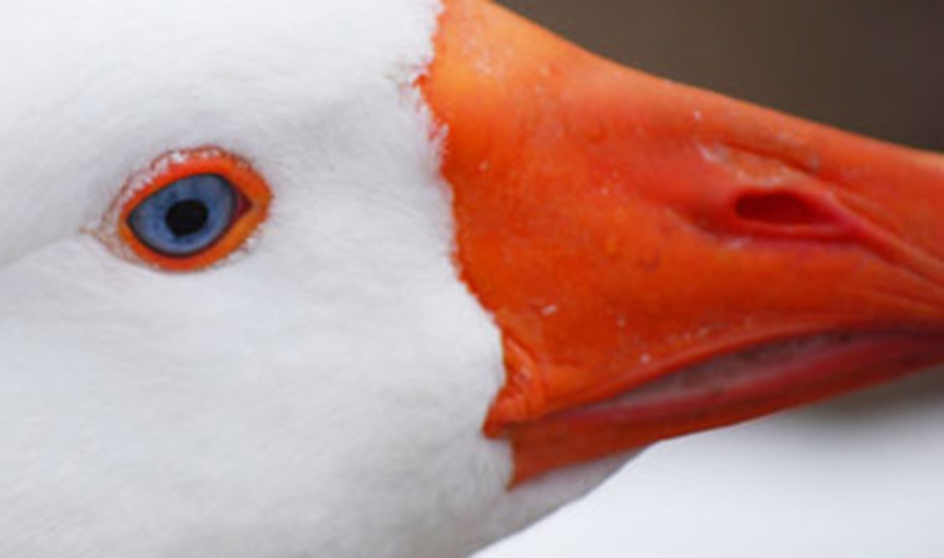 Brussels Bans Foie Gras