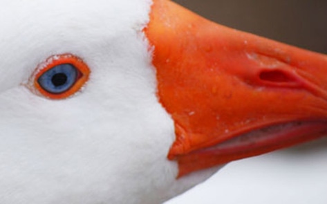 Brussels Bans Foie Gras