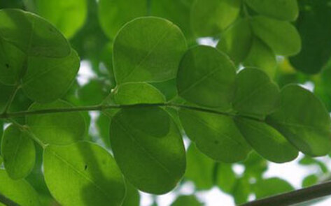 Pachauri Touts Meat-Free Holidays