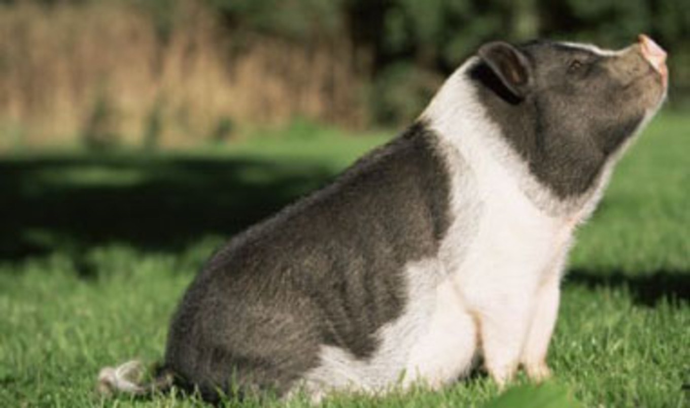 Potbellied Pig Banned