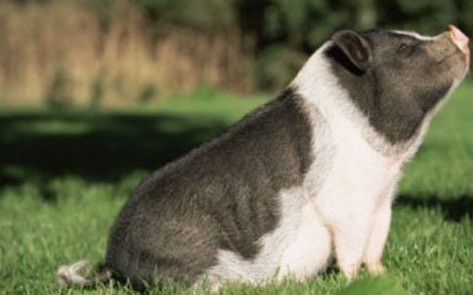 Potbellied Pig Banned