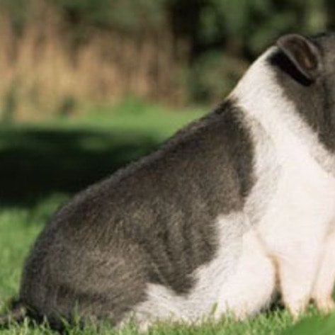 Potbellied Pig Banned