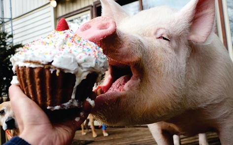 VegNewsEsthertheWonderPig1