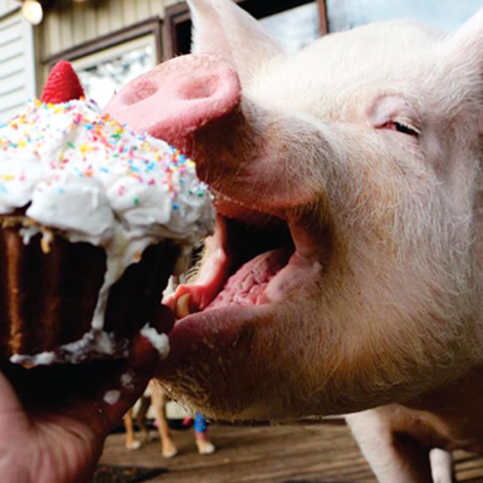 Esther the Wonder Pig to Get Reality Show