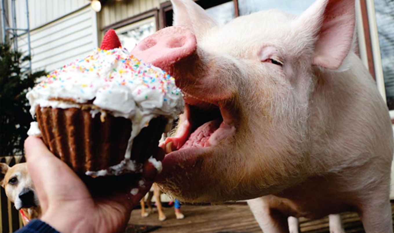 Esther the Wonder Pig to Get Reality Show