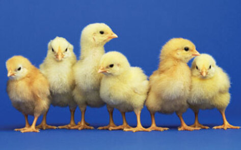 UK Footage Shows Animal Cruelty