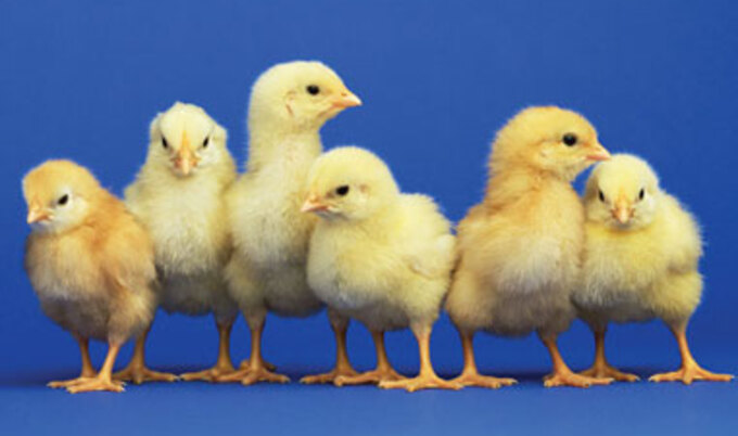 BabyChicks