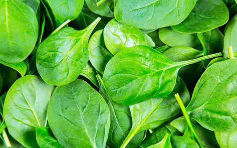 Scientists Grow Beating Heart Tissue on Spinach
