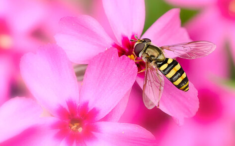 VegNews.BeeGarden