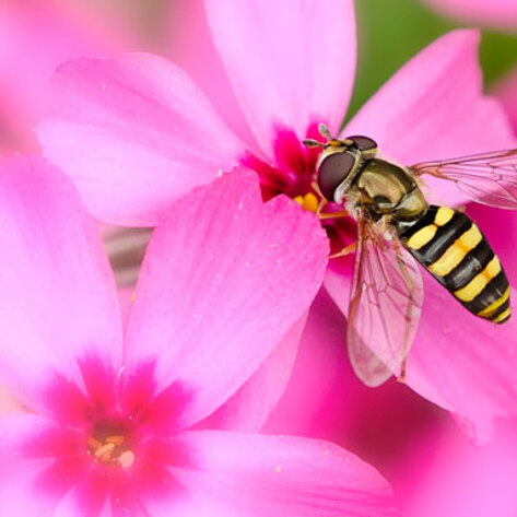 VegNews.BeeGarden