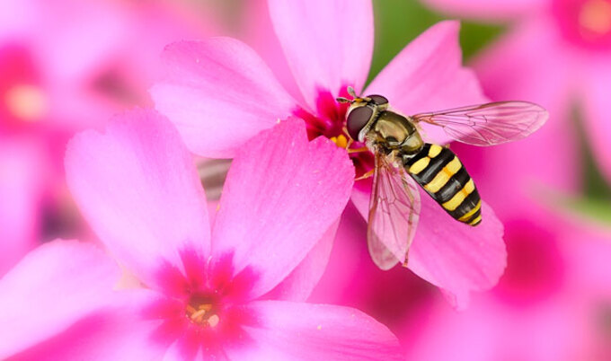 VegNews.BeeGarden