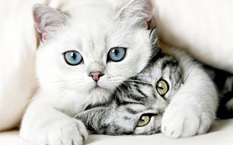 Taiwan Outlaws Cat and Dog Consumption