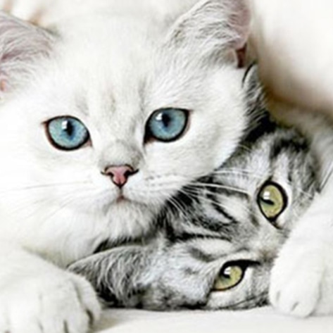 VegNewsCats3