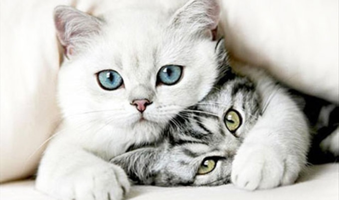 VegNewsCats3
