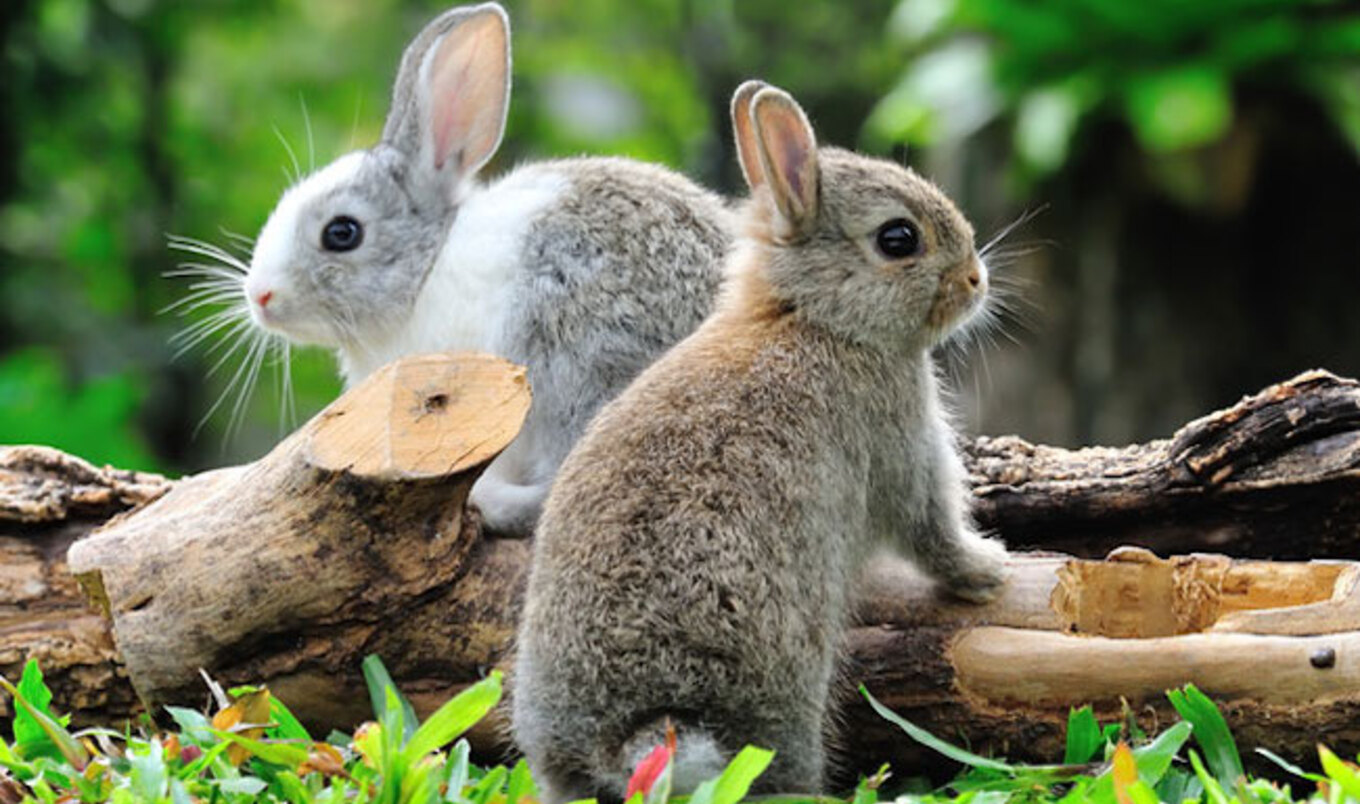 3 Easy Ways to Have the Perfect Vegan Easter