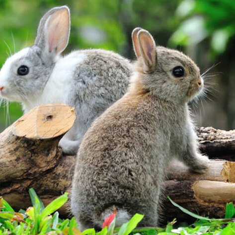 3 Easy Ways to Have the Perfect Vegan Easter