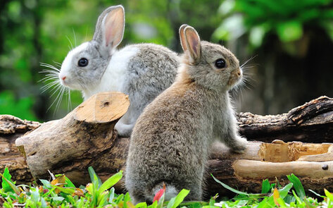 3 Easy Ways to Have the Perfect Vegan Easter