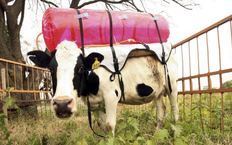 Dairy Farmers Scramble for Solutions to Reduce Methane