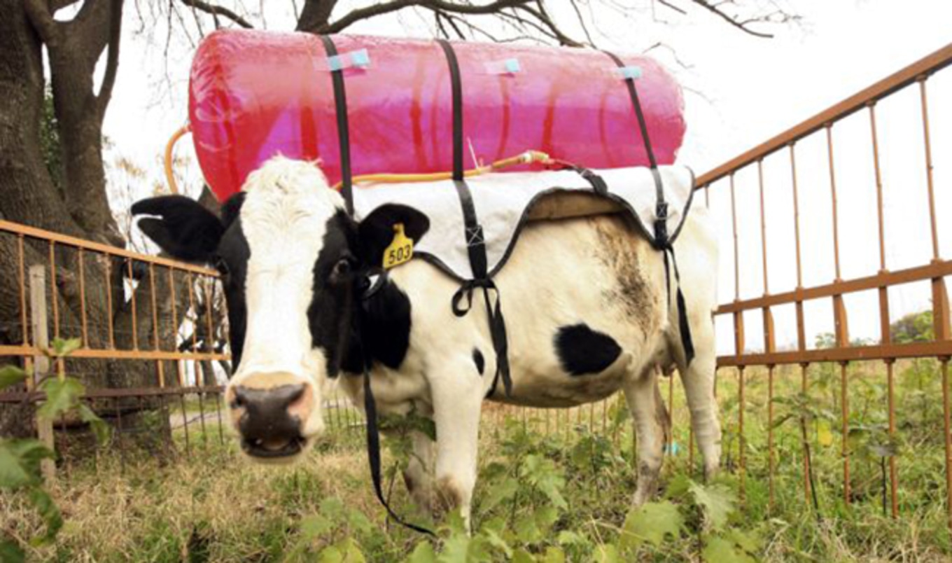 Dairy Farmers Scramble for Solutions to Reduce Methane