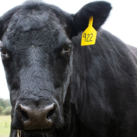 Missouri Passes Bill Limiting Meat Labels to Dead Animals