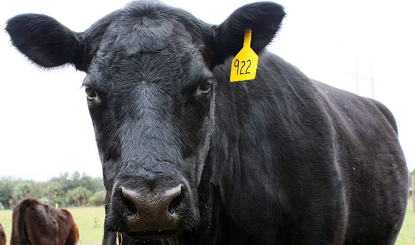 Missouri Passes Bill Limiting Meat Labels to Dead Animals