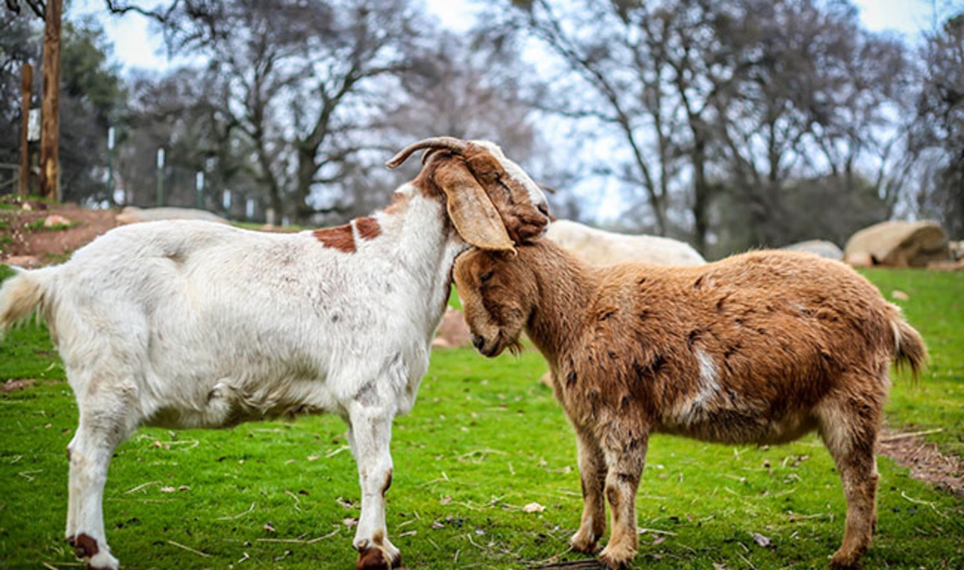 5 Animal Sanctuaries With B&Bs