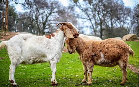 VegNewsAnimalPlace