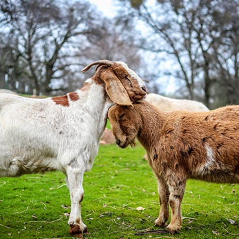 5 Animal Sanctuaries With B&Bs