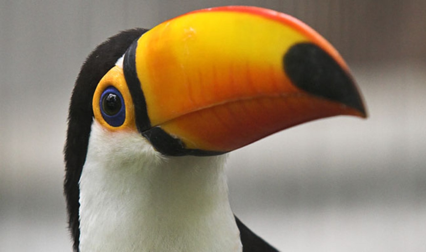 World to Lose Two Thirds of Animals by 2020
